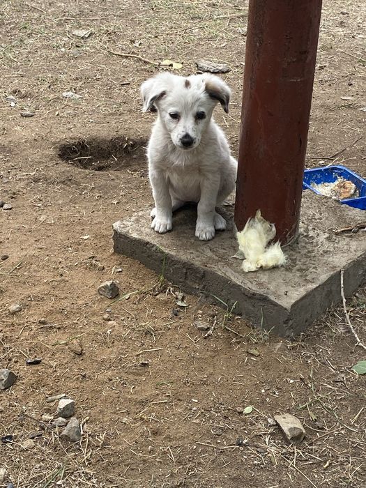 Щенки ищут заботливых хозяев