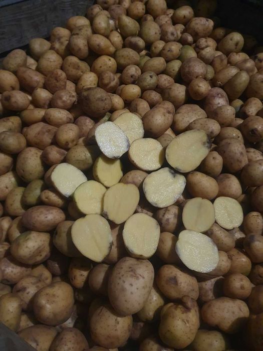 Продам картоплю. Другий сорт