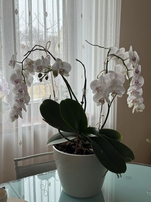 Орхидея фаленопсис Афродиты. 70*50 см.
