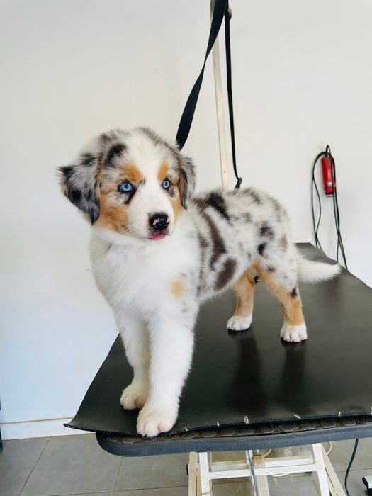 Pastor australiano com LOP