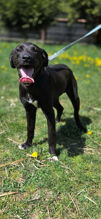 Labrador mix Grzybek -szuka domu schronisko Zgierz -akltualne