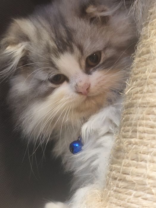 Gatinho Persa fabuloso