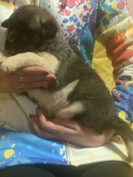 Американська акіта