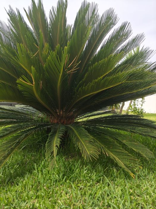 Palmeira Cica grande ( reservada)