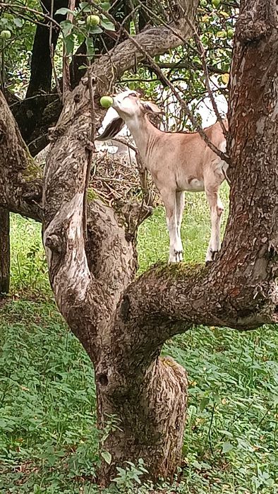 Zwierzęta kozy angolubiskie
