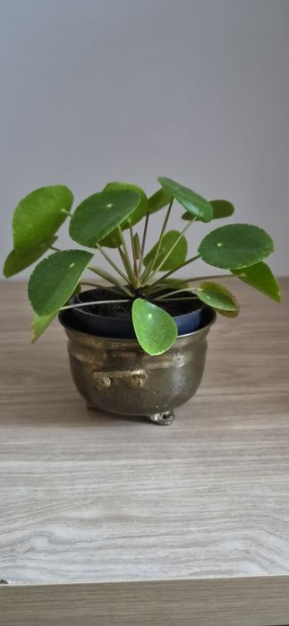 Pilea peperomiowata pieniążek kwiat doniczkowy zielone liście roślina