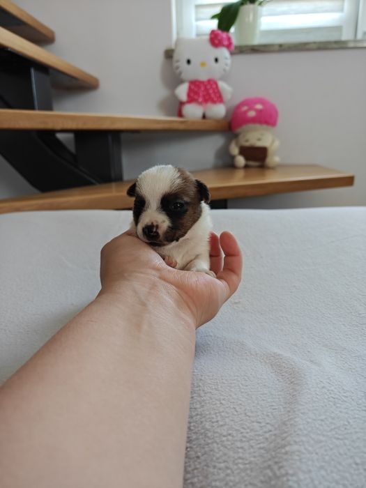 Jack Russell Terrier suczka