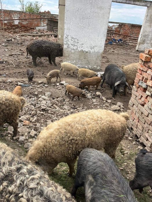 Поросята свіні мангалиці