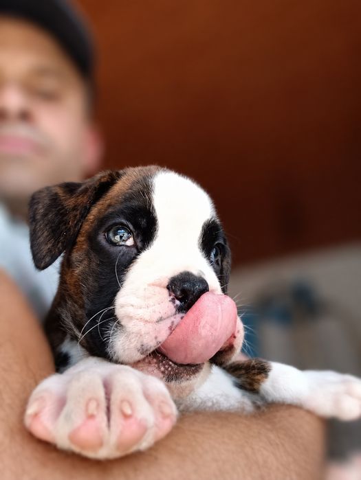 Boxer - Macho Tigrado