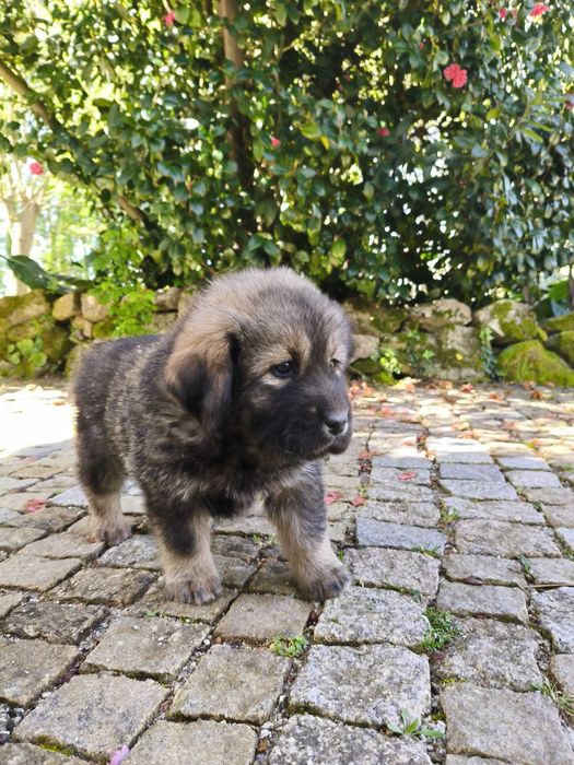 Mastim Tibetano cachorro