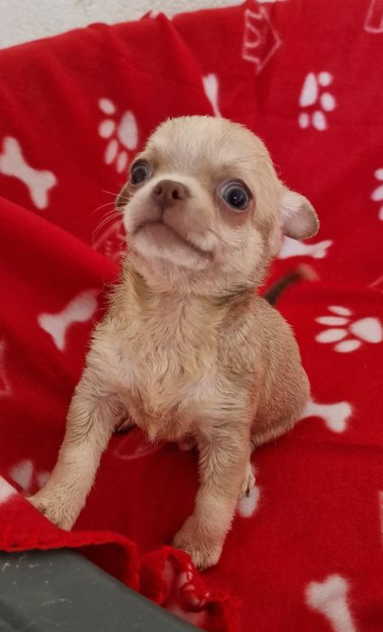 Menino chihuahua