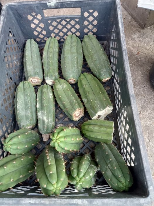 Cactos San Pedro / wachuma.cacto.sagrado