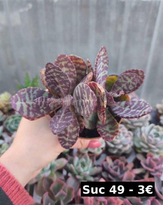 Suculentas lindas: echeverias, aeonium, variegata etc
