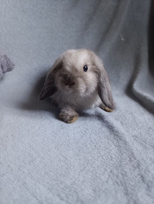 Króliki mini lop - samiczka seal point rezerwacja