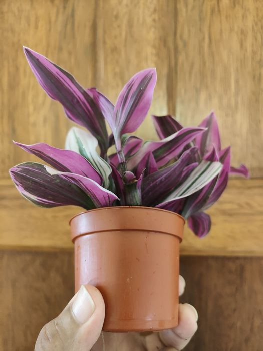 Nanouk // planta interior