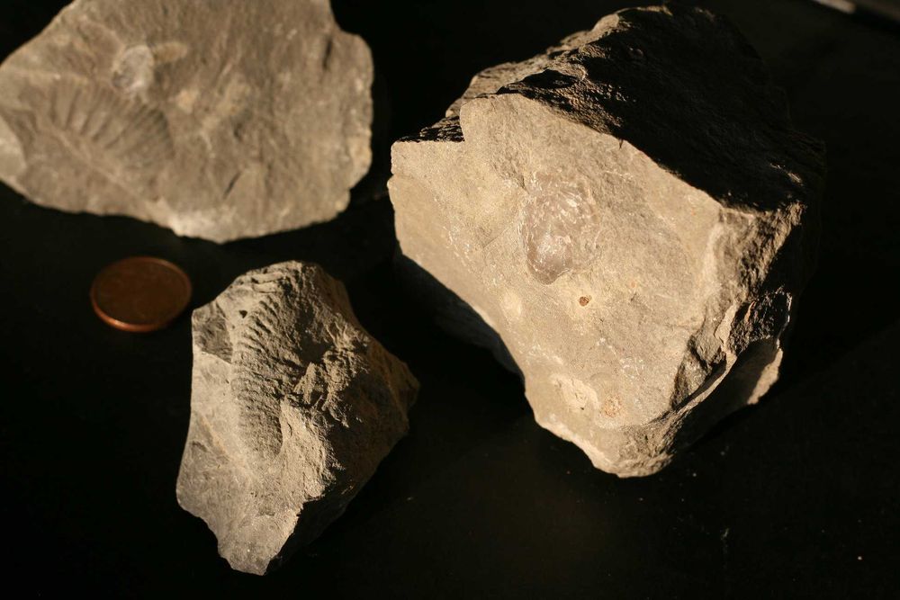 Diversos fósseis do Cabo Mondego (inclui envio)