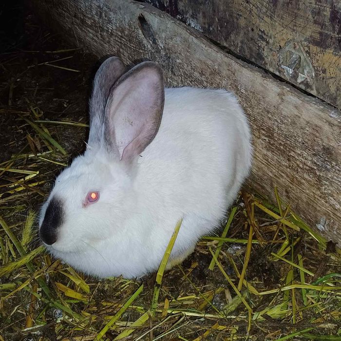 Продаються кролики