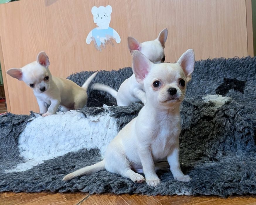 Chłopczyk chihuahua FCI