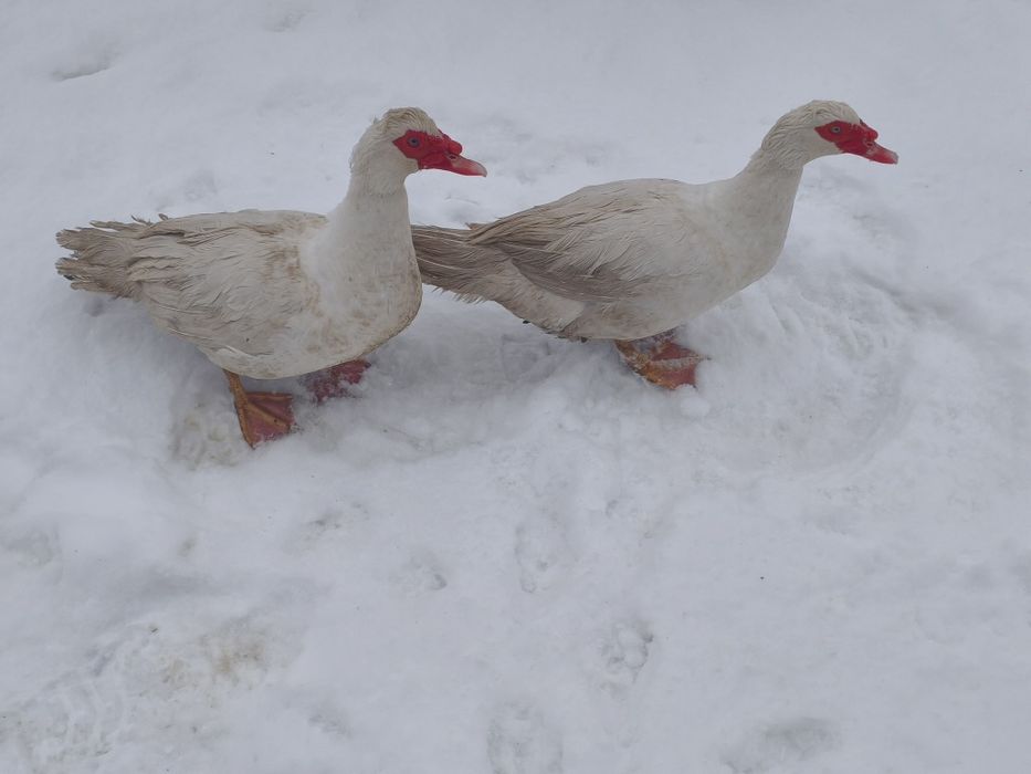Продаються індо-качурі на плем'я