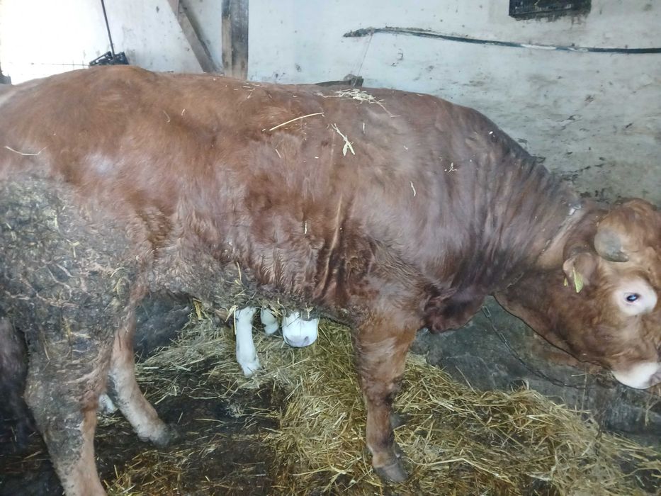 sprzedam  byk  jałówka