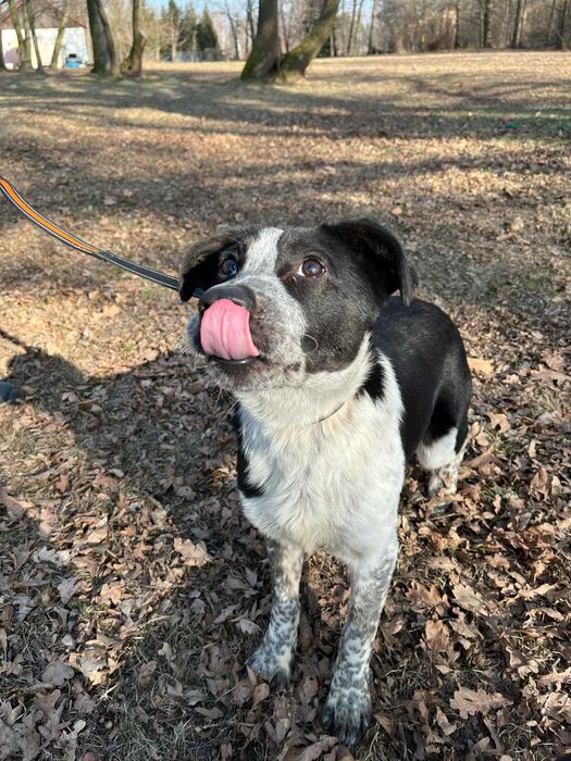 Dżemik-uroda i charakter Border Collie i dalmatyńczyka w ciele kundelka szuka swojego własnego domu