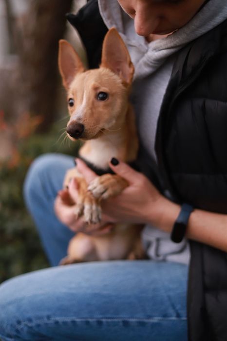 Rezolutna, towarzyska 3-miesięczna suczka do adopcji