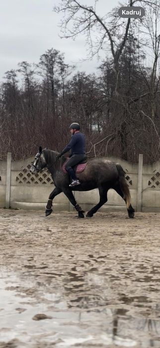 Sprzedam klacz Zimnokrwistą