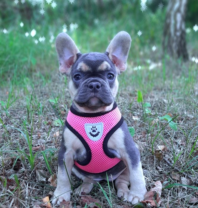 Buldog francuski  szczeniaczki liliowe