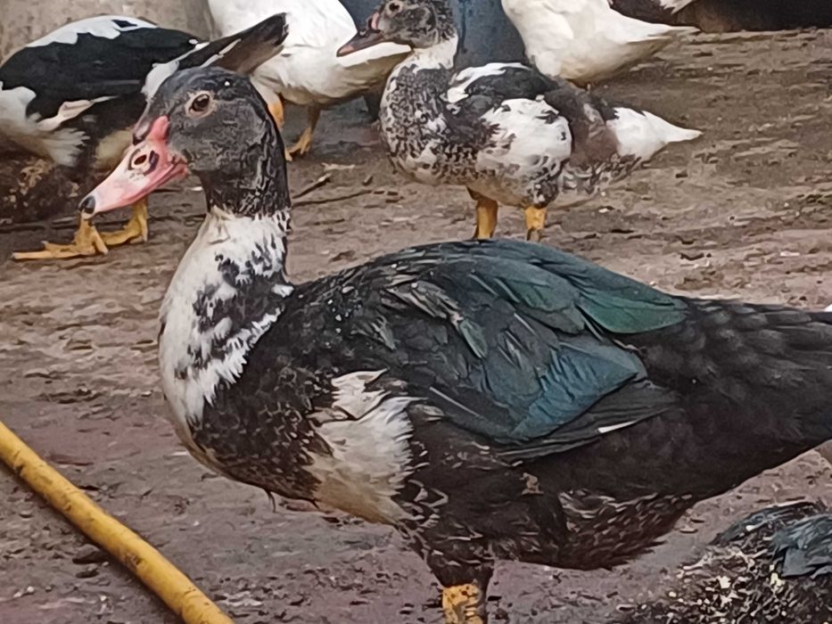 Продам качки, каченята. Ціна договірна