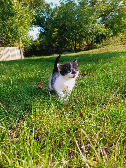 Котята ,котики,котенки