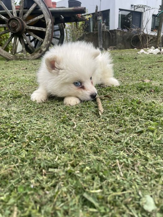 Husky siberiano femea