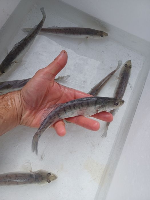 Palia , Pstrąg , Sandacz , Okoń , Jesiotr.