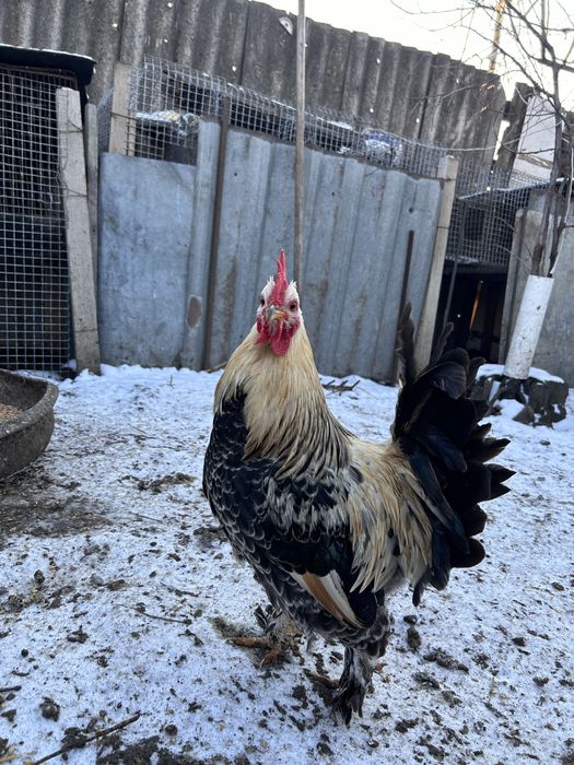 Продам карликових курей 2024-2025року