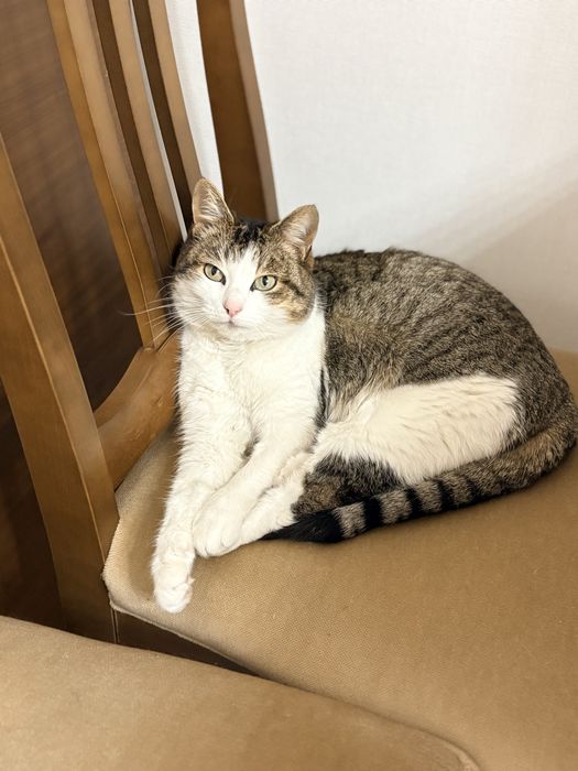 Кошечка беслатно