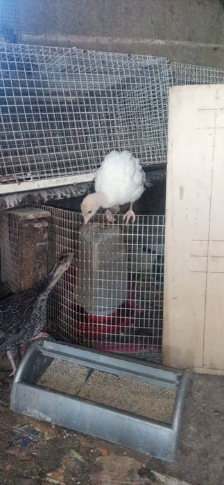 VENDO Perus caseiros