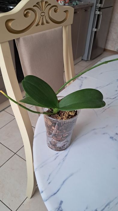 орхідеї  міні орхідеї