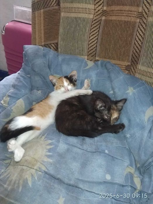 Вітдам в добрі руки.