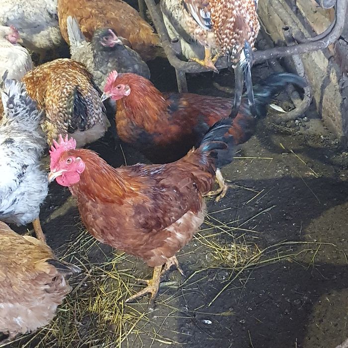 Продам 11 месячных петухов