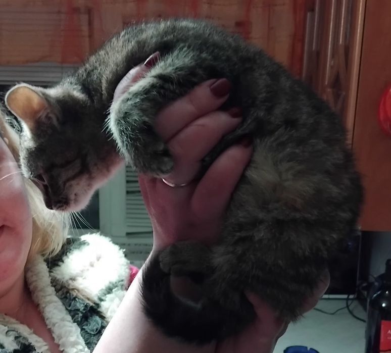 Бесплатно отдам в хорошие руки