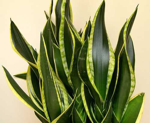Сансевиерия разная