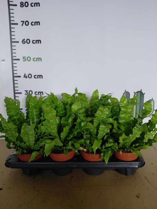 Asplenium "crispy wave" paproć gniazdowa  WYSYŁKA