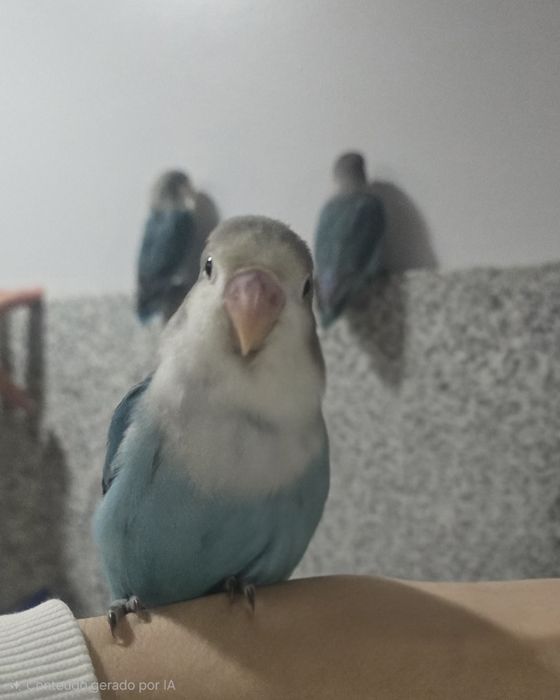 Agaponis Domésticados