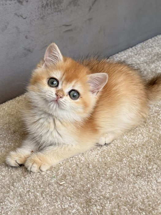 British shorthair golden-LOP