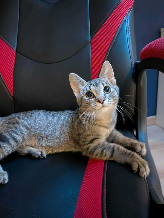 Bura mistrzyni polowania na wędki: Chmurka melduje gotowość do adopcji!