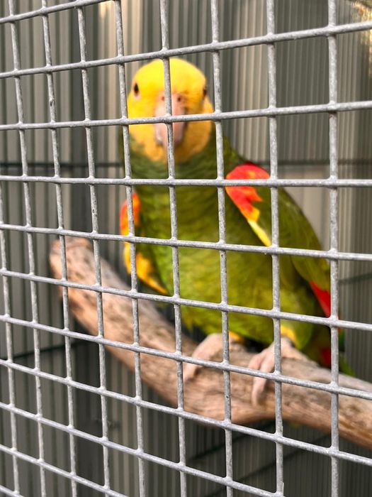 Papagaio Amazona oratix