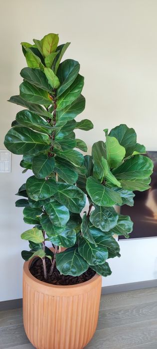 Ficus verdadeira