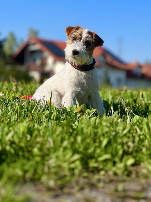 Jack Russell Terrier CherryLoveFCI oczekujemy szczeniat!