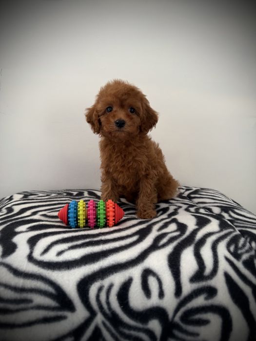 Maltipoo chłopiec linia azjatycka