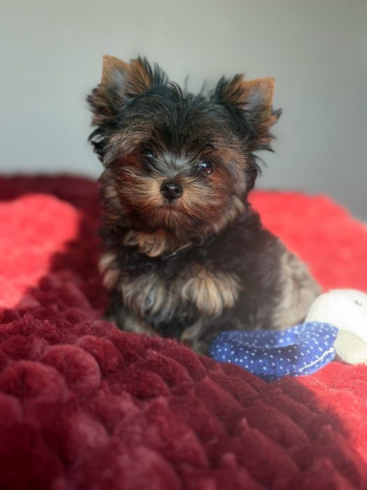Yorkshire Terrier piesek
