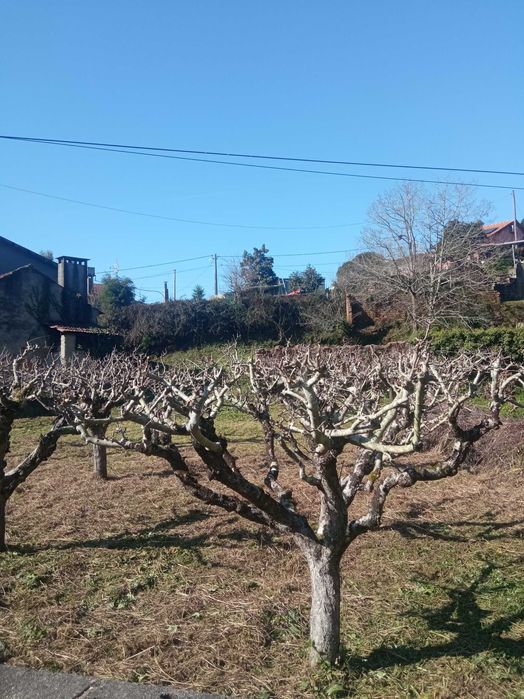 Limpeza de terrenos e desmatação